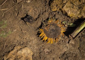 Klimatický bič: Británii zmítají výkyvy sucha a veder
