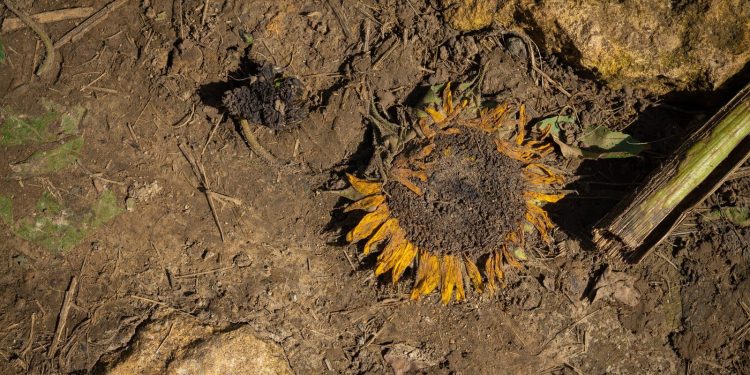 Klimatický bič: Británii zmítají výkyvy sucha a veder