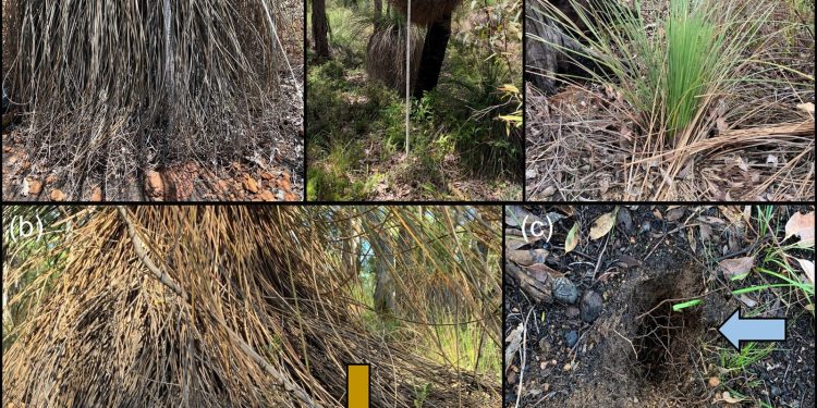 Rostlinná choroba ohrožuje australské hrabavé savce quendy